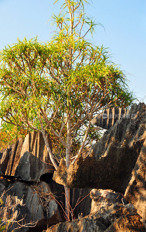 马达加斯加的Tsingy de Bemaraha